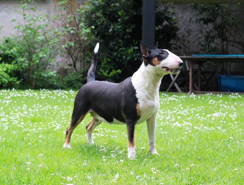 Fastback queen eleonor de Fiendlike